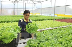 Lam Dong, mayor provincia receptora vietnamita de IED en agricultura de alta tecnología 