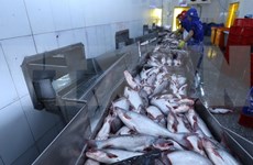 Valor de exportaciones vietnamitas de pescado Tra podría alcanzar dos mil millones de USD