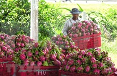 Promueven venta de pitahaya vietnamita en mercado indio