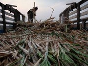 Pronostican disminución de producción de azúcar y caña en Tailandia durante cosecha 2018-2019