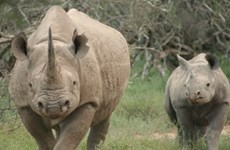 Aduana vietnamita incauta cuernos de rinoceronte procedentes de Sudáfrica