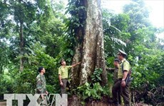 Proyectan recaudar fondo millonario de servicios forestales en Vietnam