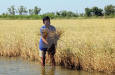 Aumento del nivel del mar amenaza a provincia Kien Giang,  principal productora de arroz de Vietnam