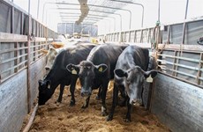 Empresa vietnamita Vinamilk importa 200 vacas lecheras de Australia