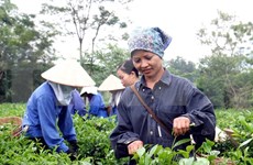 Provincia vietnamita de Phu Tho busca divulgar su marca comercial de té