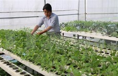 Vietnam y la India aspiran a agilizar lazos en agricultura de alta tecnología 
