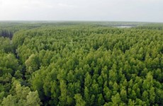 Siembran en provincia norvietnamita de más de 11 mil 500 hectáreas de bosques 