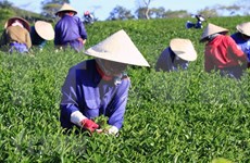 Exportación de té de Vietnam alcanzaría 145 mil toneladas en 2018