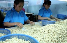 Vietnam necesita reestructurar la producción de anacardo, según expertos