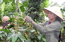 Vietnam ingresará tres mil 500 millones de dólares por exportaciones de café en 2018