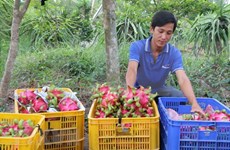 Vietnam, decimoquinto exportador mundial de productos agropecuarios