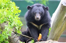 Cortometraje destaca los esfuerzos en curso de protección de osos en Vietnam