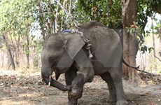 Vietnam urge conservación de elefantes en parque nacional Vu Quang