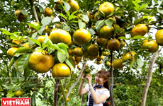 Promoverán el uso de productos nacionales en la feria de frutas en Hanoi