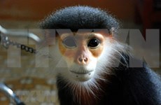 Celebran Foro sobre la conservación de primates en provincia vietnamita de Quang Nam