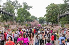 Buscan embajadora de buena voluntad en festival de flor de cerezo Japón-Hanoi 2019