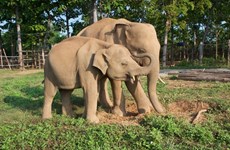 Animals Asia ofrecerá 60 mil dólares a Vietnam para proteger a elefantes 