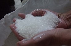 Prevén que demanda de azúcar refinada de Indonesia aumente un cinco por ciento este año