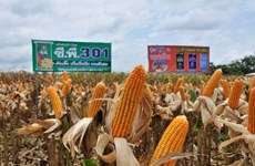 Mantiene Tailandia su  lugar como mayor exportador de maíz dulce en el mundo