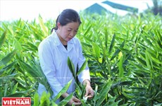 Científica vietnamita eleva el valor de las hierbas medicinales
