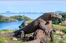 Reporta Indonesia avances en la preservación del dragón de Komodo