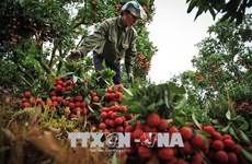  Cultivo de lichi genera ingreso estable para agricultores vietnamitas