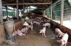 Enfrenta Vietnam alto riesgo de penetración de la peste porcina africana