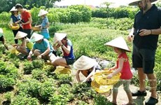 Delta del Mekong de Vietnam apunta a promover el turismo agrícola