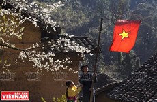 Hechizan a turistas flores de melocotón en la meseta rocosa Dong Van 