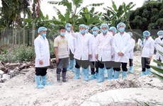 Pide en Vietnam ofrecer asistencia a agricultores afectados por la peste porcina africana