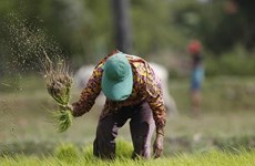 Llama premier de Camboya a diversificar mercados para la exportación de arroz
