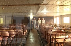Registran epidemia de fiebre porcina en dos ciudades y cinco provincias vietnamitas