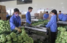 Merman exportaciones vietnamitas de frutas y verduras en el primer bimestre de 2019