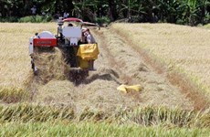 Impulsan en provincia vietnamita de Kien Giang proyectos en agricultura y desarrollo rural
