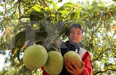 Aumenta Vietnam sus  exportaciones de mangos