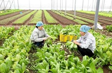 Planifica Vietnam llegar en 2020 a cinco mil millones de dólares en exportación de frutas y verduras 
