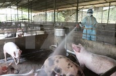 Instan a prevenir contagio de peste porcina africana en el sur de Vietnam  