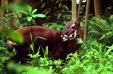 Impulsan en Vietnam conservación del antílope Saola 
