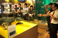 Exhiben en Vietnam copia de la tortuga sagrada del lago Hoan Kiem
