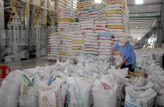 Registra Vietnam reducción de ingresos por exportaciones de arroz 
