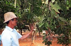 Exporta provincia vietnamita de Lam Dong macadamia a Corea del Sur y Singapur
