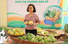 Exporta Vietnam primer lote de mangos a Estados Unidos