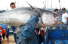 Se multiplicaron por ocho las exportaciones de atún vietnamita a China