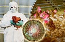 Camboya reporta primer brote de gripe aviar H5N6
