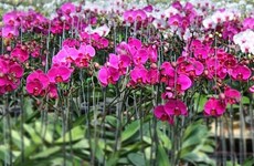 Celebrarán primer Festival de Orquídeas en Ciudad Ho Chi Minh