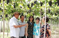Aumenta la llegada de turistas a ciudad vietnamita de Ninh Thuan en días feriados 