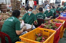 Disminuyen exportaciones agropecuarias vietnamitas en primer cuatrimestre de 2019