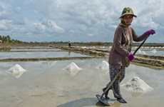Camboya podría enfrentar escasez de sal este año 