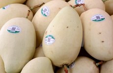 Aumenta Vietnam sus exportaciones de frutas y hortalizas 