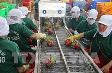 Aumenta Vietnam la exportación de verduras y frutas